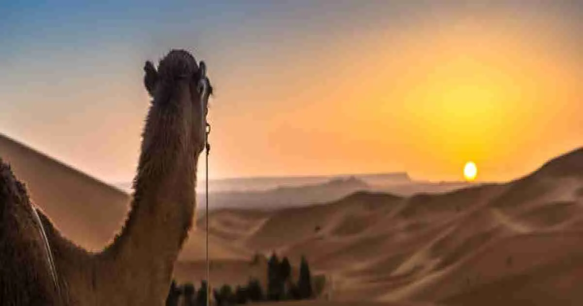 3 days in Morocco, 3 giorni a fes, Tour de Marruecos de 3 días desde Fez