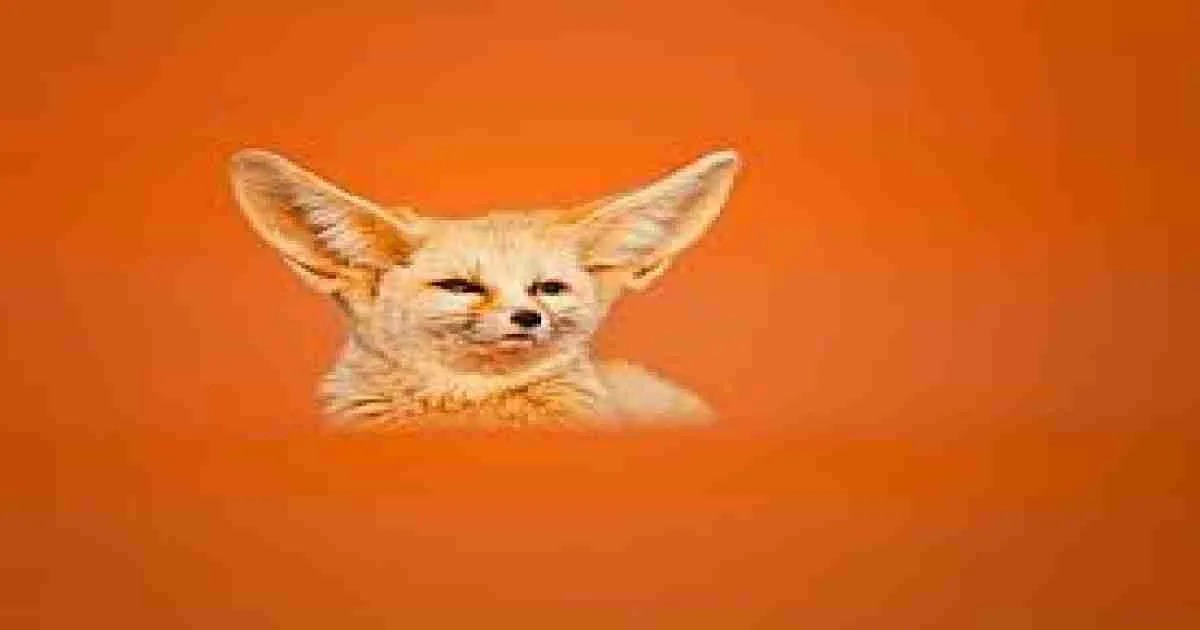 resize-16751590541711606647DesertanimalsinMorocco Moroccan animals