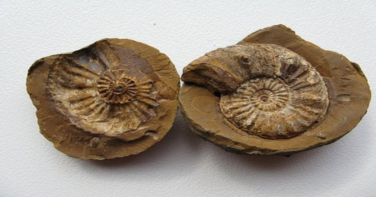 Fossils in Morocco