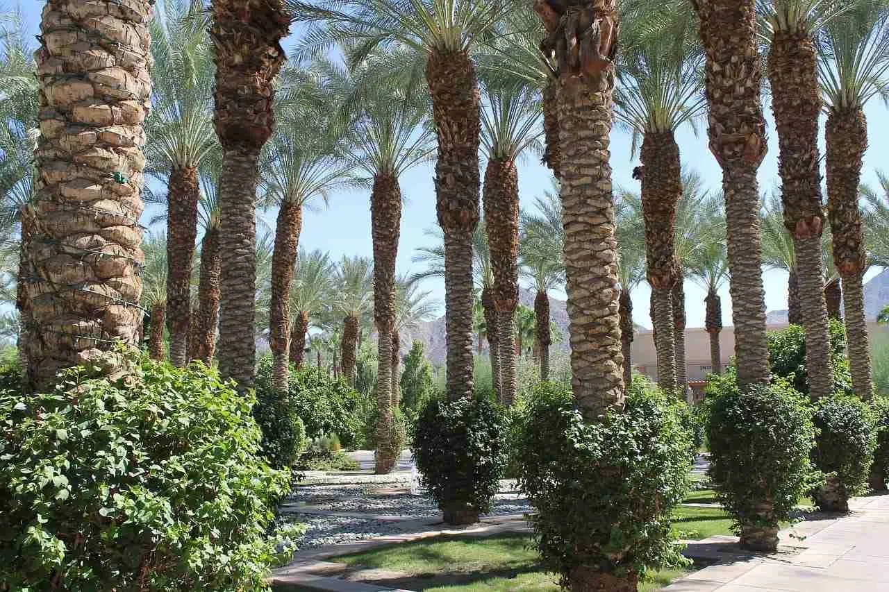 Palmeras en Marrakech, oasis verde en Marruecos, destino turístico con jardines y paisajes naturales africanos.