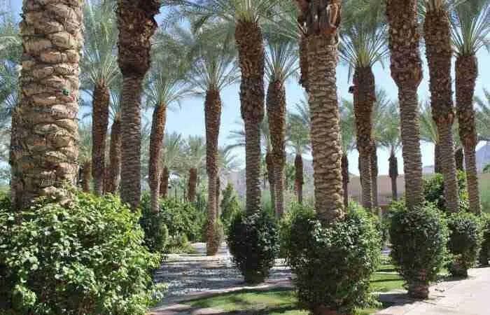 Árboles de palmera en jardín de estilo marroquí con vegetación abundante y clima cálido.
