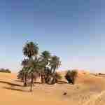 Palmeras en desierto de Marruecos, paisaje árido y dunas, turismo en Sahara.