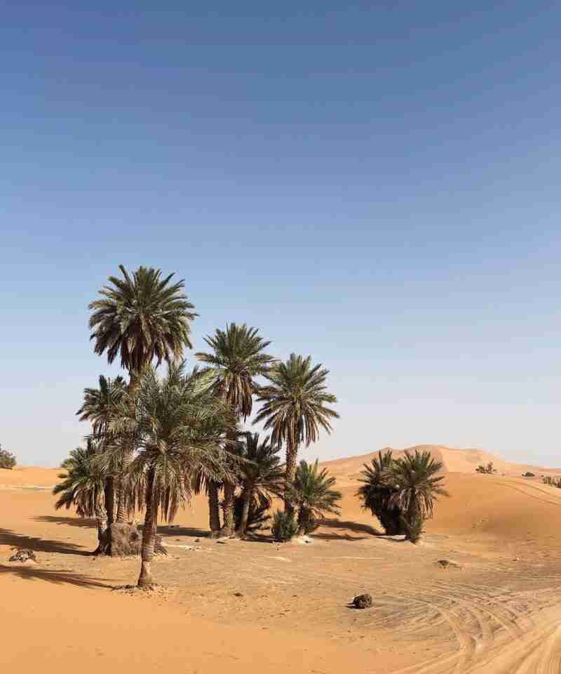 Palmeras en desierto de Marruecos, paisaje árido y dunas, turismo en Sahara.