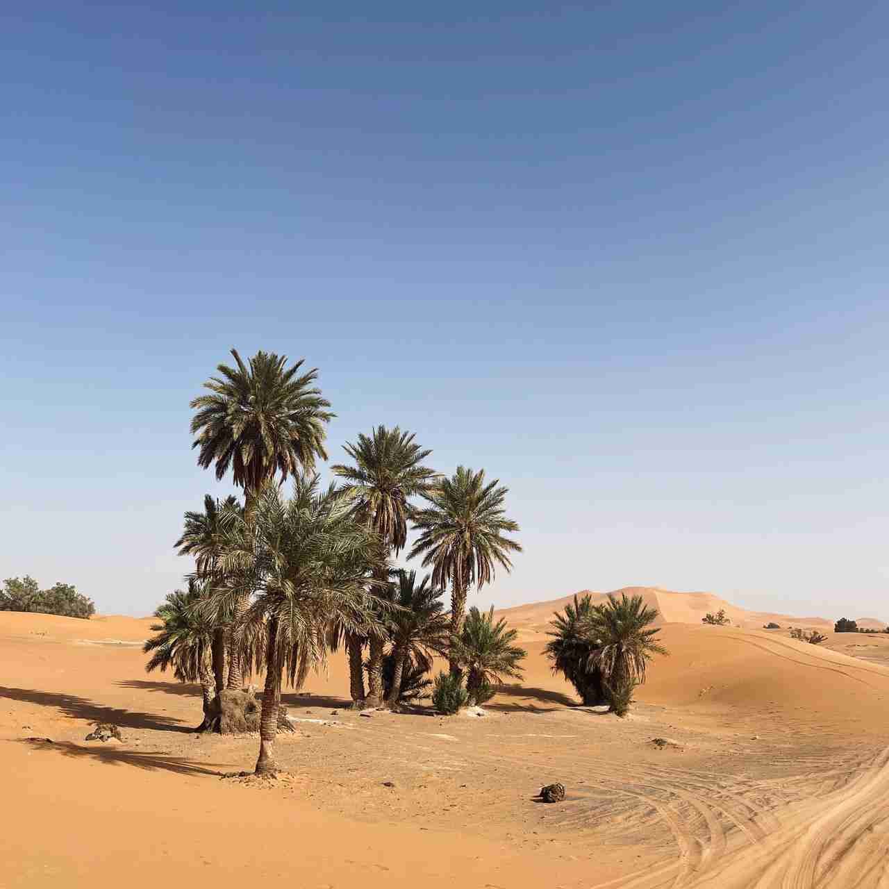 Palmeras en desierto de Marruecos, paisaje árido y dunas, turismo en Sahara.