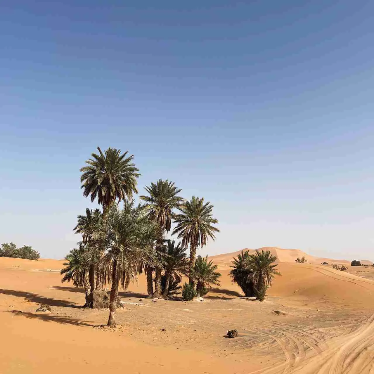 Palmeras en desierto de Marruecos, paisaje árido y dunas, turismo en Sahara.